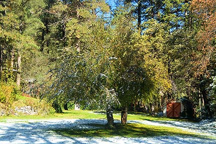 Forest Houses, November 2015